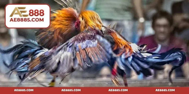 Đem tới ưu đãi hậu hĩnh khi tham gia cược kê
