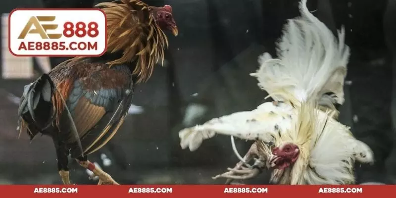 Thời gian cùng quy tắc phân định thắng bại rõ ràng