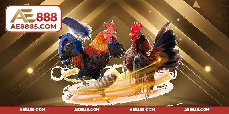 Ưu điểm vượt trội của hình thức cược đá gà đòn C1 online